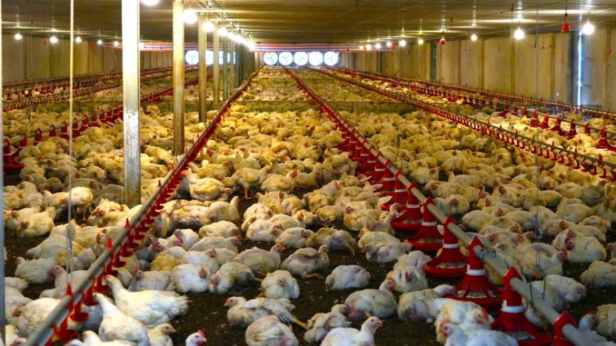 Tay Ninh, Mekong Delta emerging as Vietnam’s strategic Halal hub